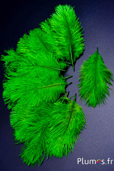 Autruche Bellies - 8-13 cm - lime